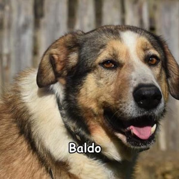 Baldo in der Tierherberge Donzdorf