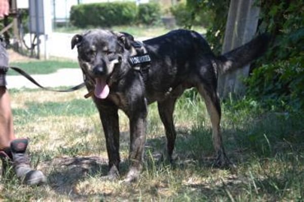 Preston lag erschöpft am Straßenrand