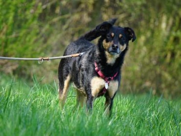 Tuco braucht Führung im Leben