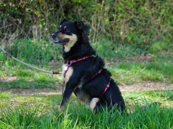 Tuco braucht Führung im Leben