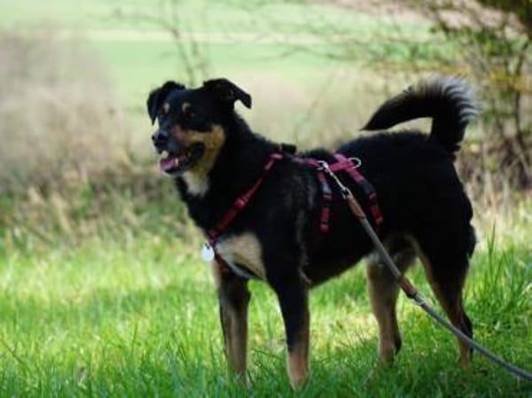 Tuco braucht Führung im Leben