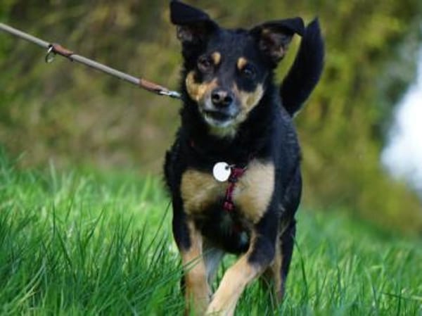 Tuco braucht Führung im Leben