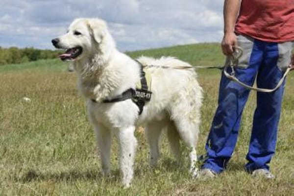 Kefir will alles richtig machen