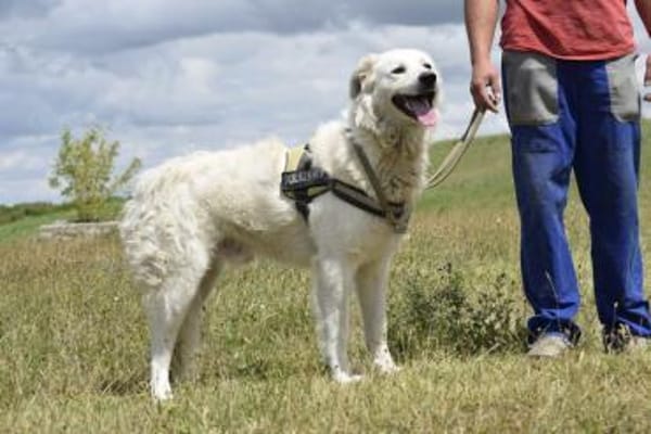 Kefir will alles richtig machen