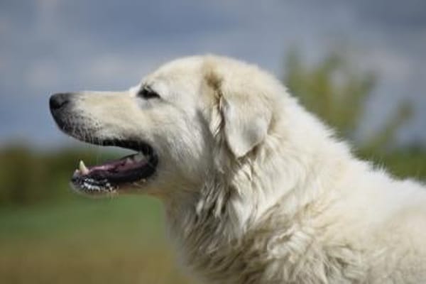 Kefir will alles richtig machen