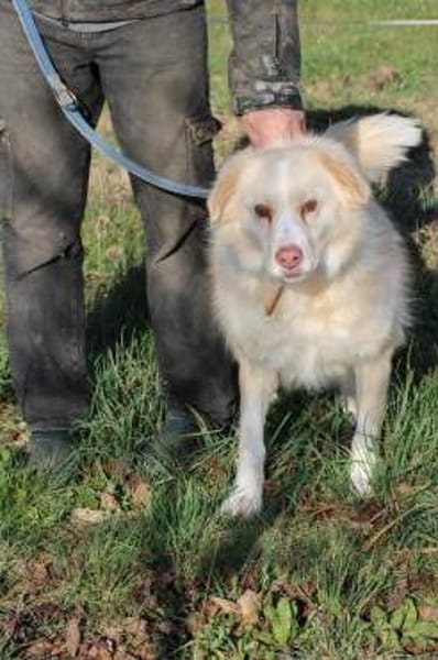 Gulia - zutraulich u. kinderlieb