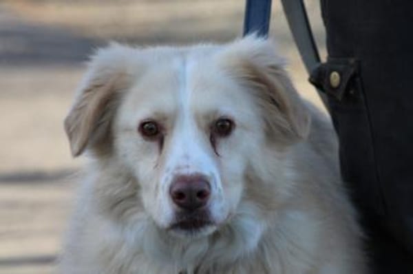 Gulia - zutraulich u. kinderlieb