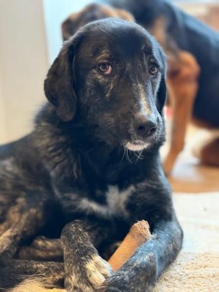 TILDA - aufgeweckte, fröhline Junghündin