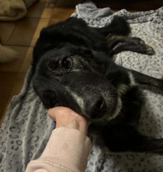 TILDA - aufgeweckte, fröhline Junghündin