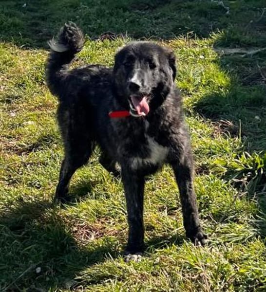 TILDA - aufgeweckte, fröhline Junghündin