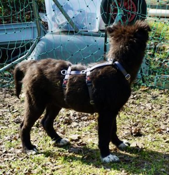 Timon, zutraulich, agil, neugierig