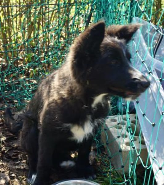 Timon, zutraulich, agil, neugierig