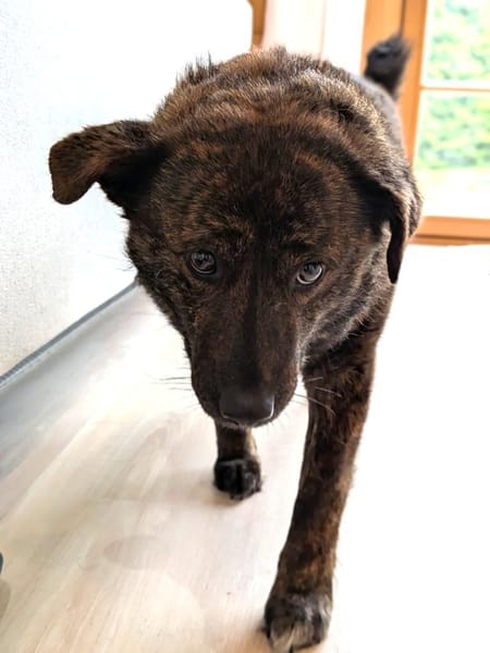 kleine Schmusemaus Tina bei München!