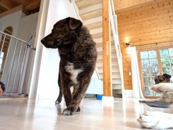 kleine Schmusemaus Tina bei München!