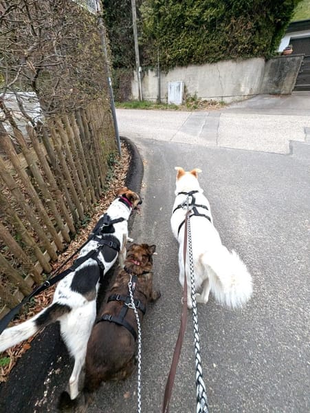 kleine Schmusemaus Tina bei München!