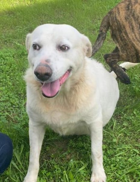 Esperanza in der Tierherberge Donzdorf