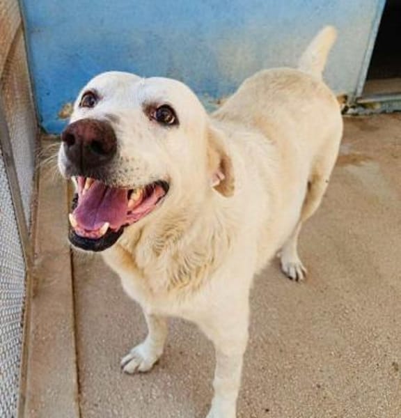 Esperanza in der Tierherberge Donzdorf