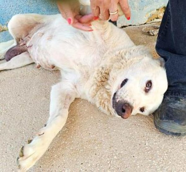 Esperanza in der Tierherberge Donzdorf