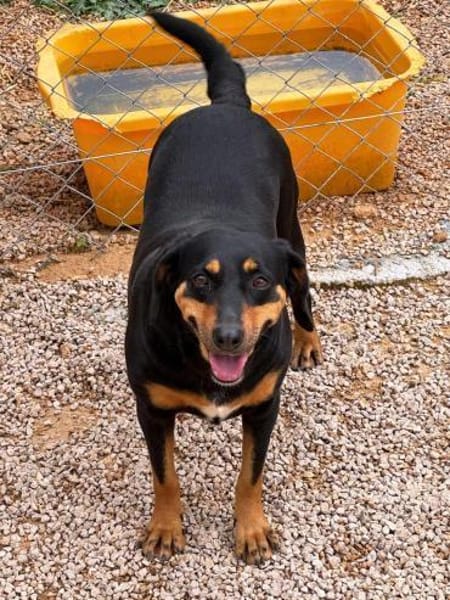 Nancy kleines zauberhafte Hundemädchen