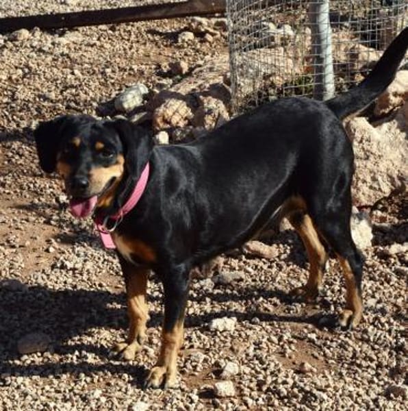 Nancy kleines zauberhafte Hundemädchen