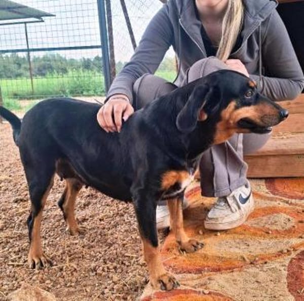 Nancy kleines zauberhafte Hundemädchen