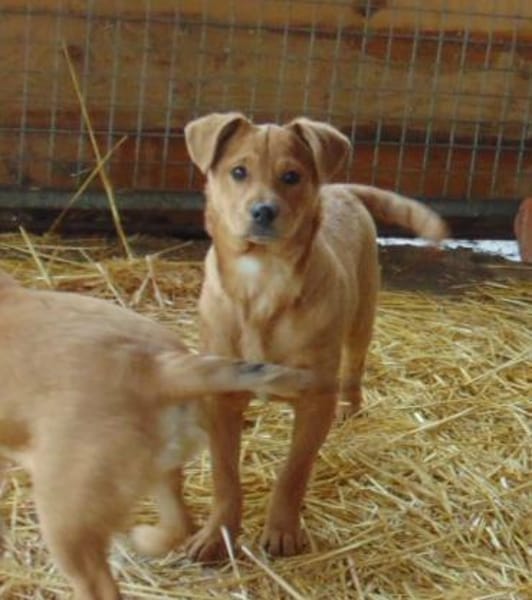 Frisko möchte Zuhause für immer