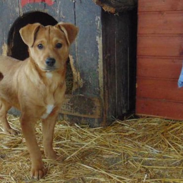 Frisko möchte Zuhause für immer