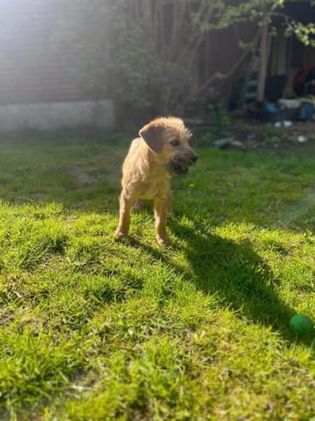 Pepper sucht ihr Glück