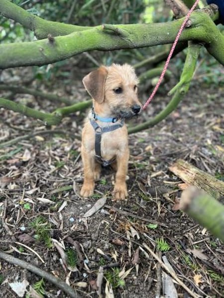 Pepper sucht ihr Glück