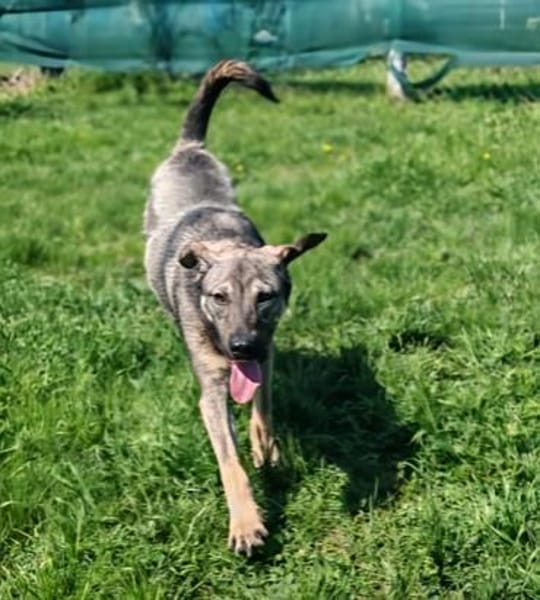 Charmante Ruby sucht Zuhause