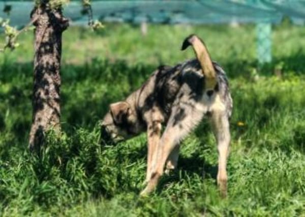 Charmante Ruby sucht Zuhause