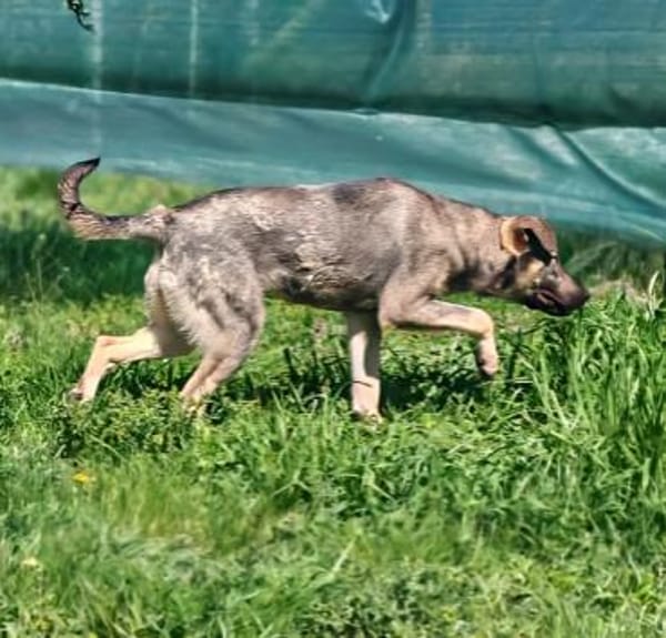 Charmante Ruby sucht Zuhause