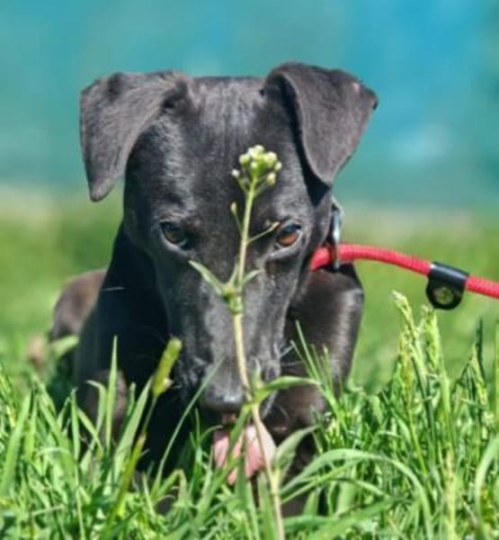 Mikki ist ein lieber Kerl