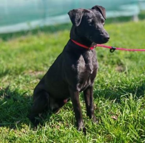 Mikki ist ein lieber Kerl