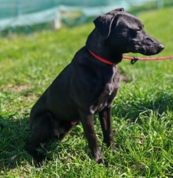 Mikki ist ein lieber Kerl