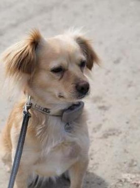 Kleiner Rüde MIO sucht ruhiges Zuhause!