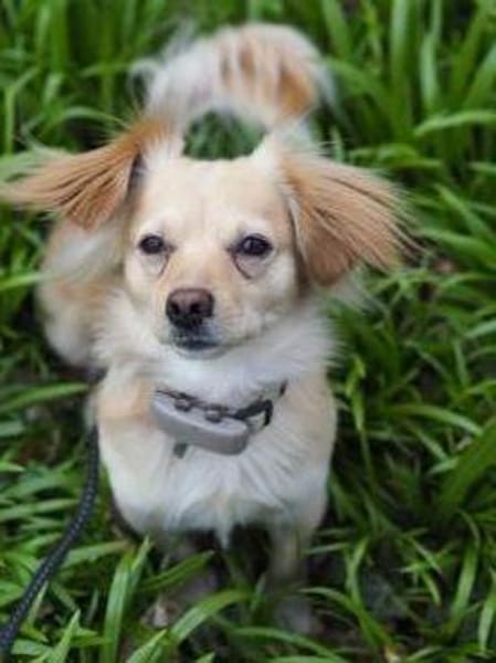 Kleiner Rüde MIO sucht ruhiges Zuhause!