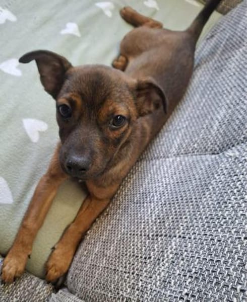 Mia - klein und liebevoll🍀