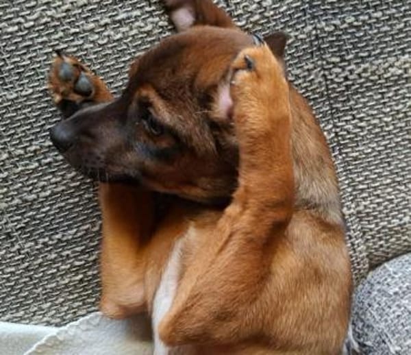 Mia - klein und liebevoll🍀