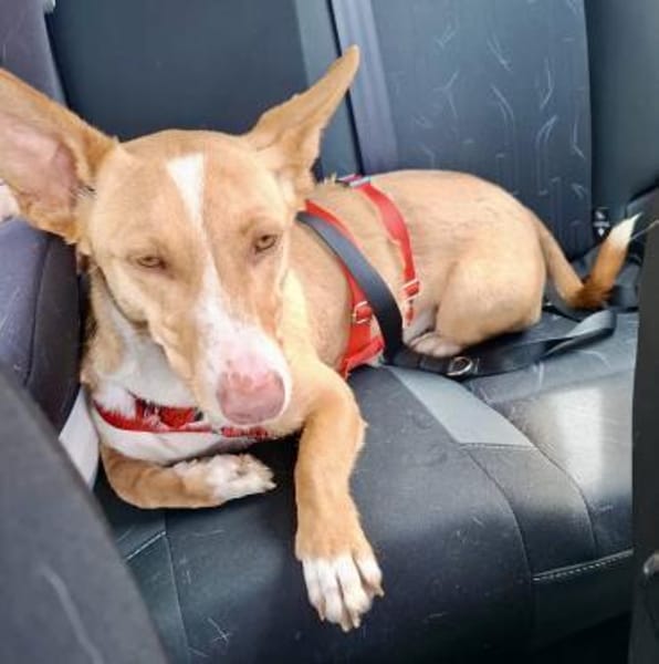 Goofy, verschmust, freundlich, offen