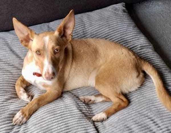 Goofy, verschmust, freundlich, offen