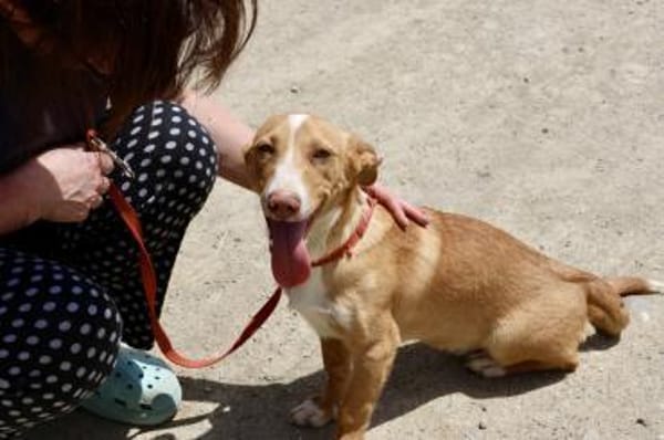 Goofy, verschmust, freundlich, offen