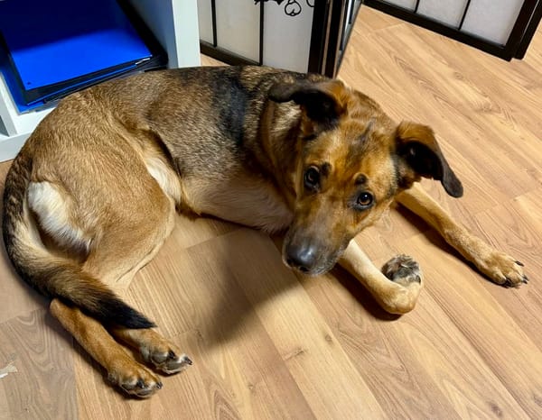 Dina, verträglich, leinenführig, offen