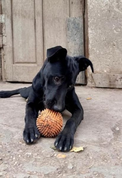 Kate sucht ihre Familie für immer