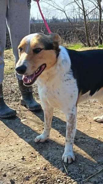 Monty zeigt ihm das Menschen gut sind