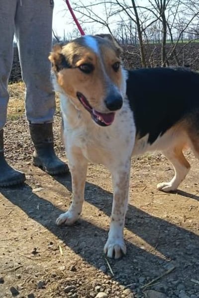 Monty zeigt ihm das Menschen gut sind