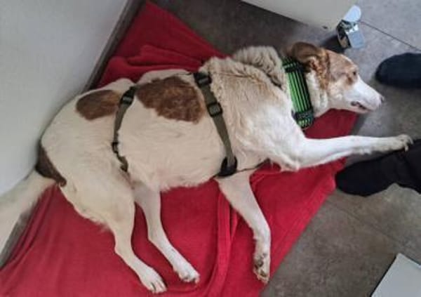 HELEN, lieb und sanft