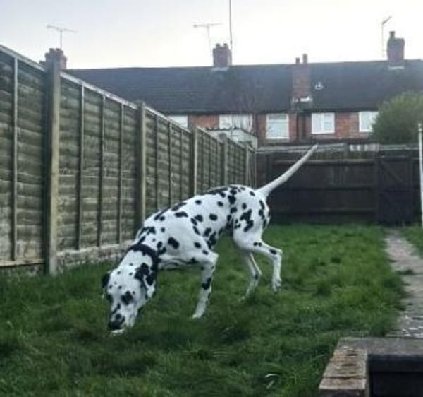 Axel sucht eine Pflegestelle/ein Zuhause