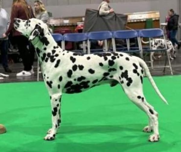 Axel sucht eine Pflegestelle/ein Zuhause