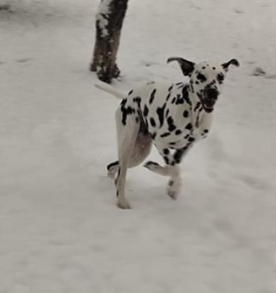 Axel sucht eine Pflegestelle/ein Zuhause